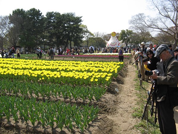 チューリップの花園