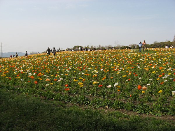 花の丘